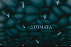 A picture of a microscopic view of plant stomata with arrows indicating gas exchange.