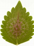 A green leaf with a light-induced image of the National Science Foundation logo faintly visible in its center, created by chloroplast movement.
