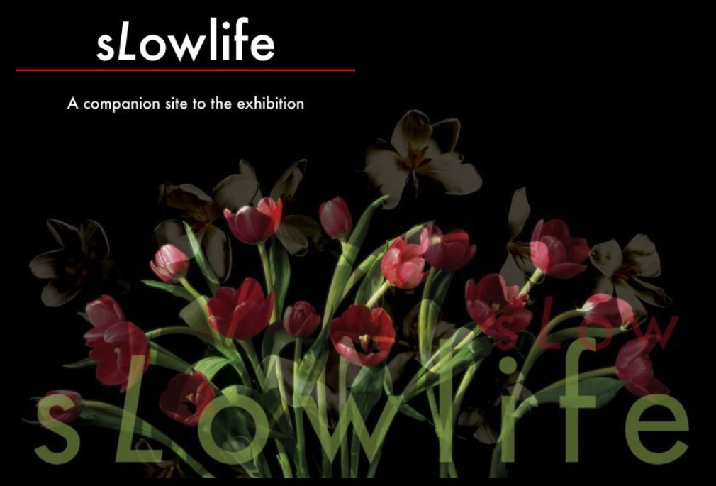 Poster for 'sLowlife' exhibition showing red tulips and white flowers on a black background, with the title 'sLowlife' and the subtitle 'A companion site to the exhibition' in white text