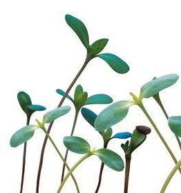 green sprouts with stems