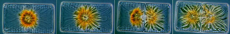 Microscopic sequence of four rectangular diatom cells showing the stages of cell division, with golden-brown chloroplasts visible inside translucent cell walls