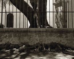 roots of a tree growing through wall