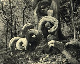 curled roots picture
